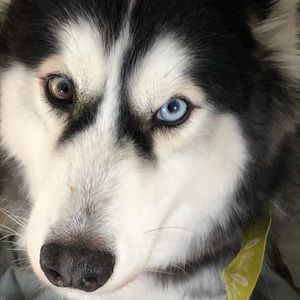 Meet your Posher, Perla